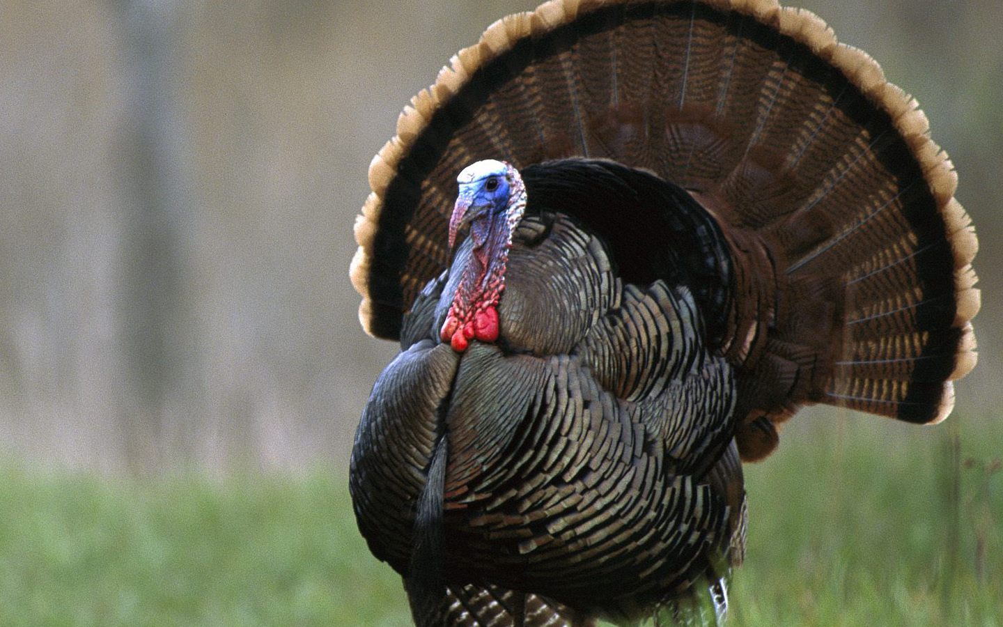 Turkey Wallpaper Photo And All Pictures