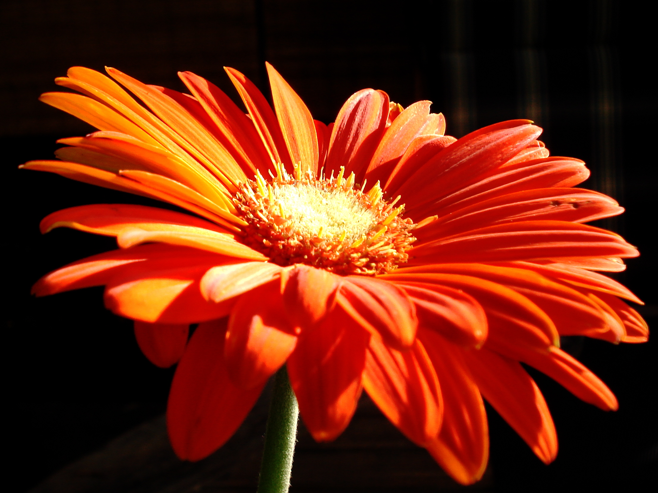 Orange Flowers Wallpaper