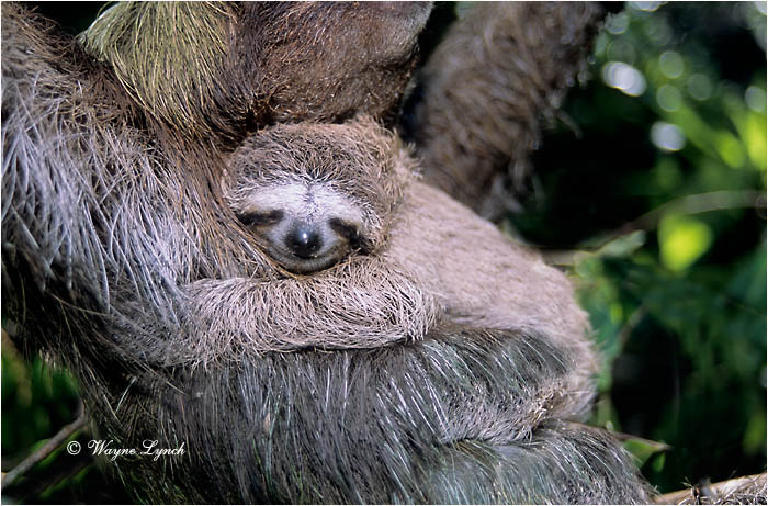 Throated Three Toed Sloth Photograph HD Walls Find Wallpaper