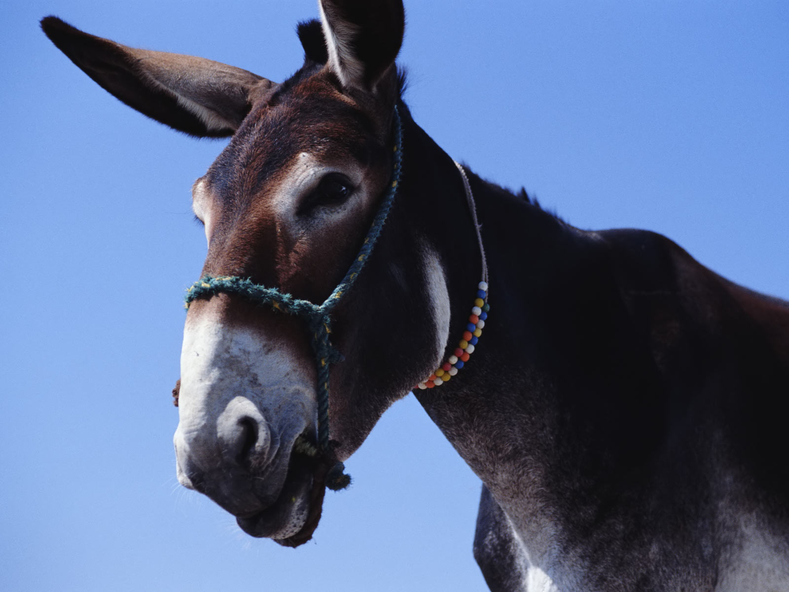 Donkey Wallpaper Pets Cute And Docile