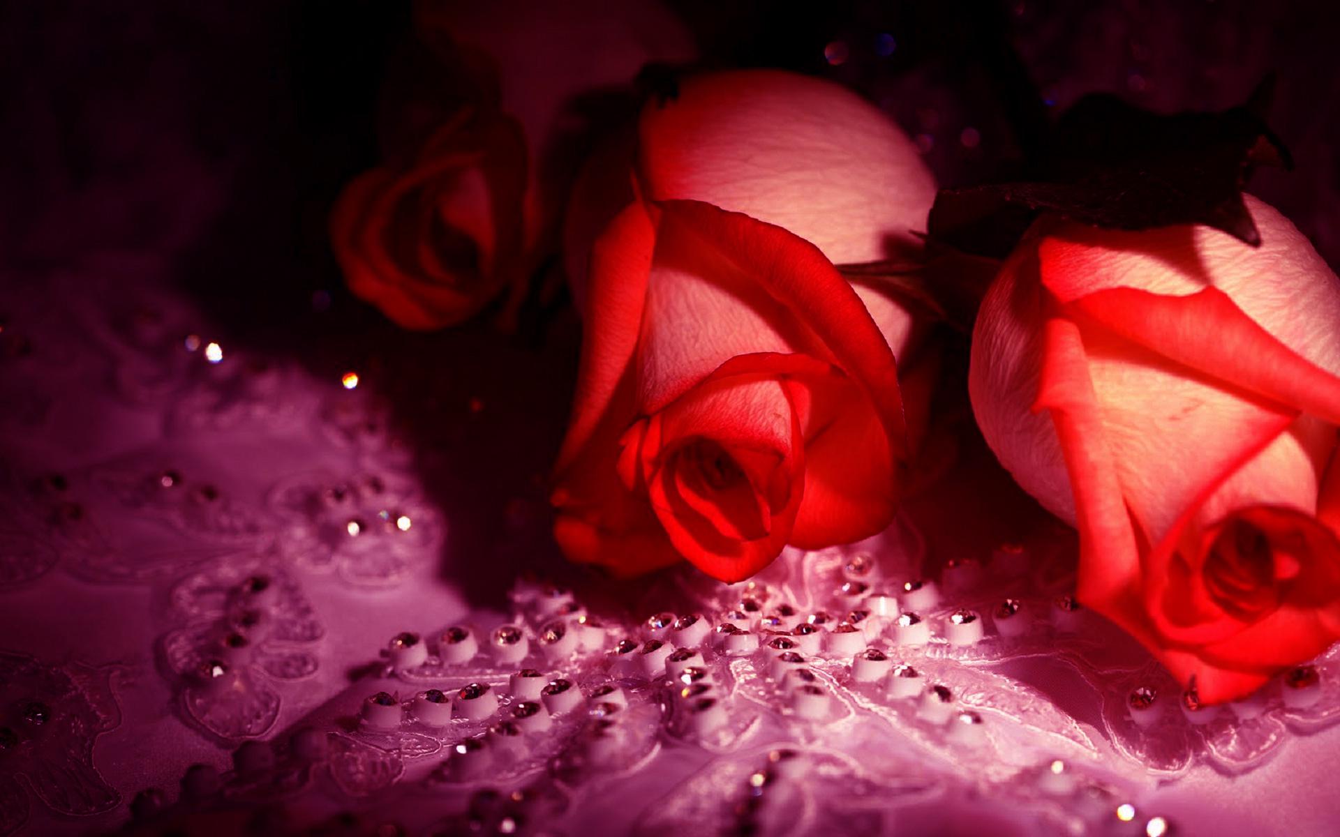 Red Rose For Love HD Wallpaper New Wallpapernew