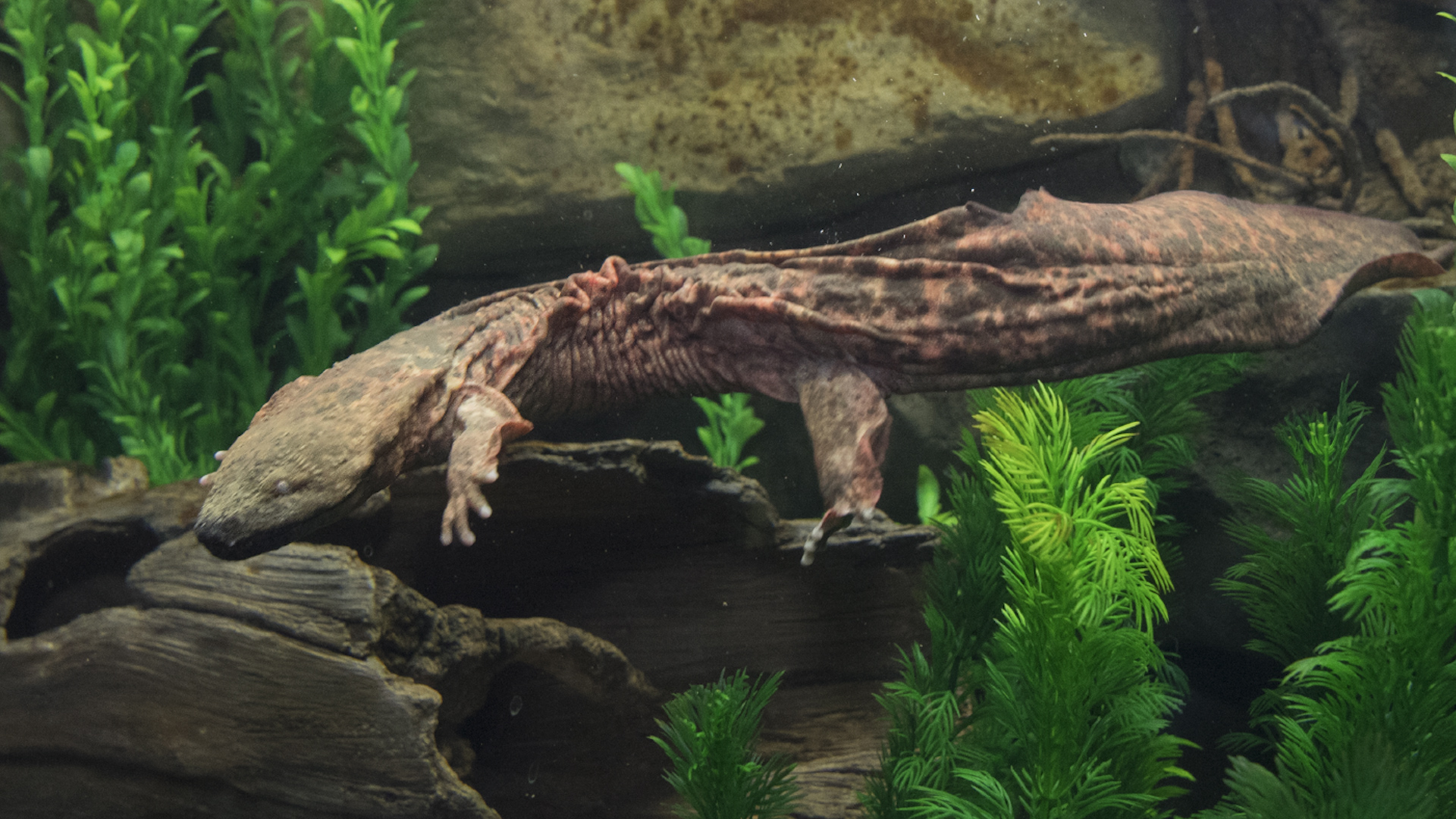 Meet The Giant Salamander Known As Snot Otter