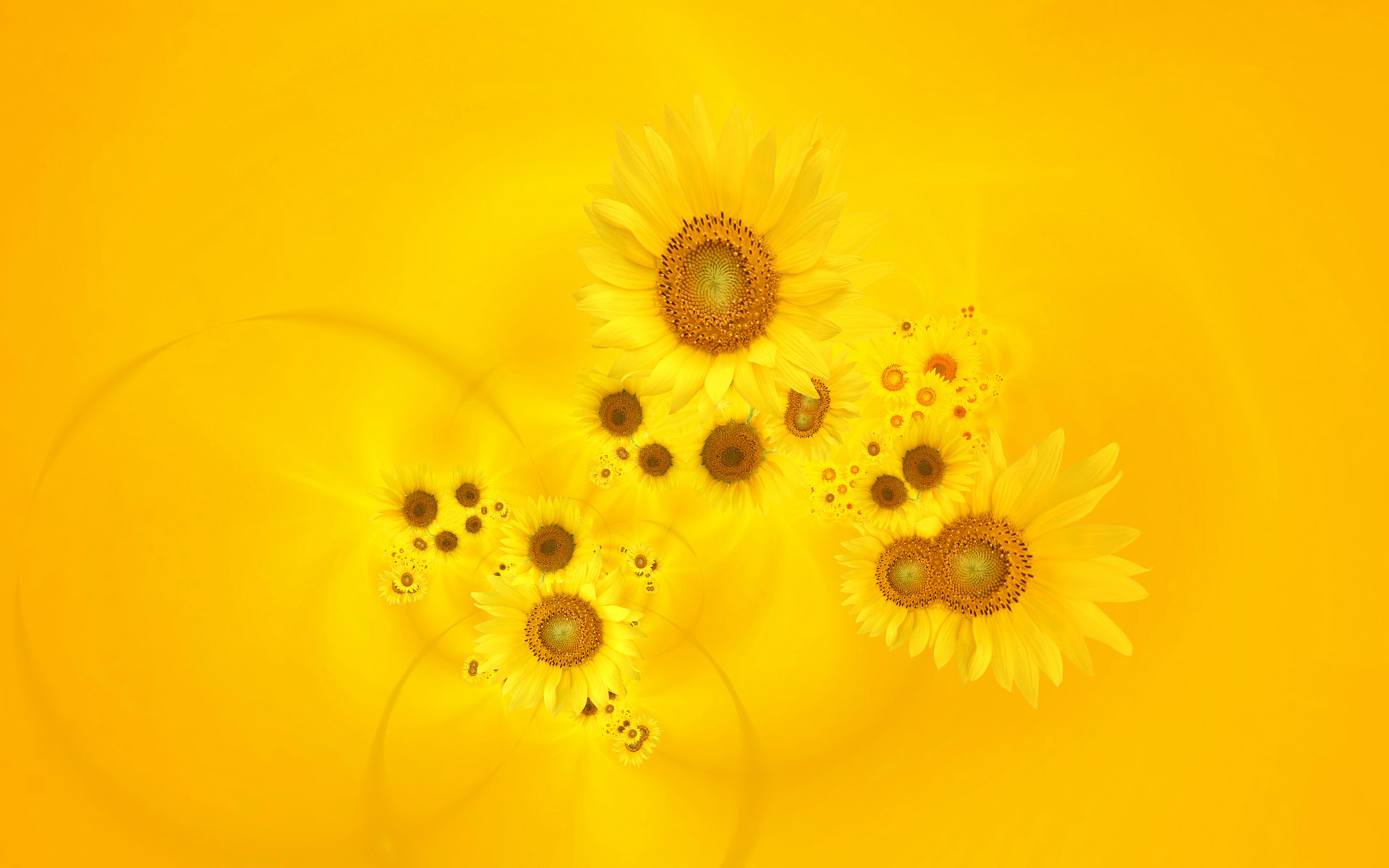 This Is A Wallpaper Of Sunflowers With The Yellow Background There Are