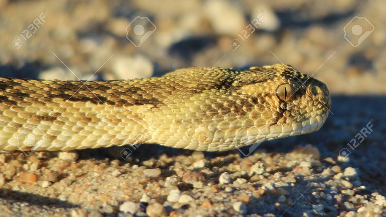 Puff Adder Snake Background From Africa Beautiful Deception