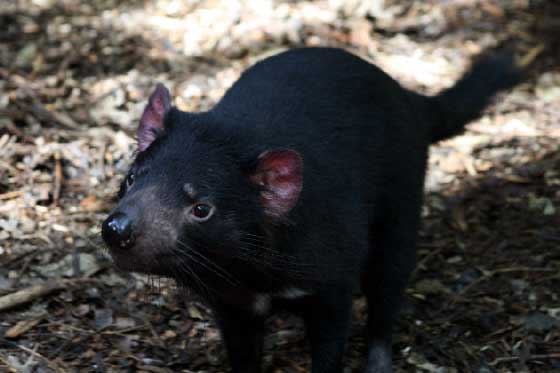 HD Tasmanian Devil