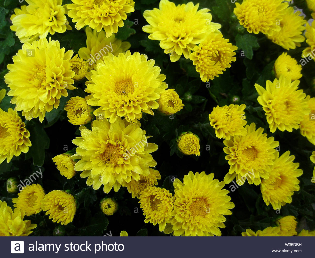 Chrysanthemum Flower Macro Background Wallpaper Colorful Fine Art