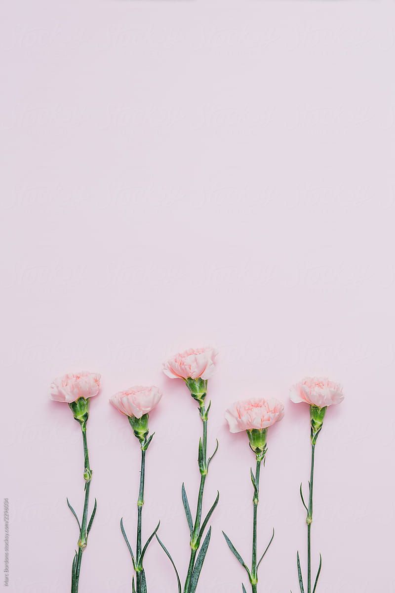 Five Pink Carnation Flowers Over Background Quote In