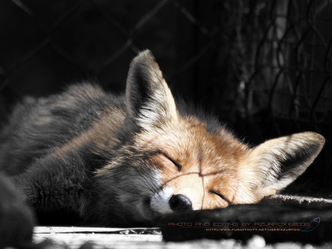 Fox Sleep Wallpaper By Azurfox Fur Affinity Dot