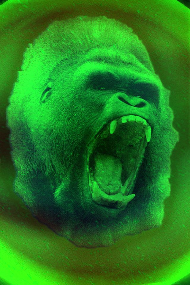 Animals Wallpaper Gorilla With Size Pixels For