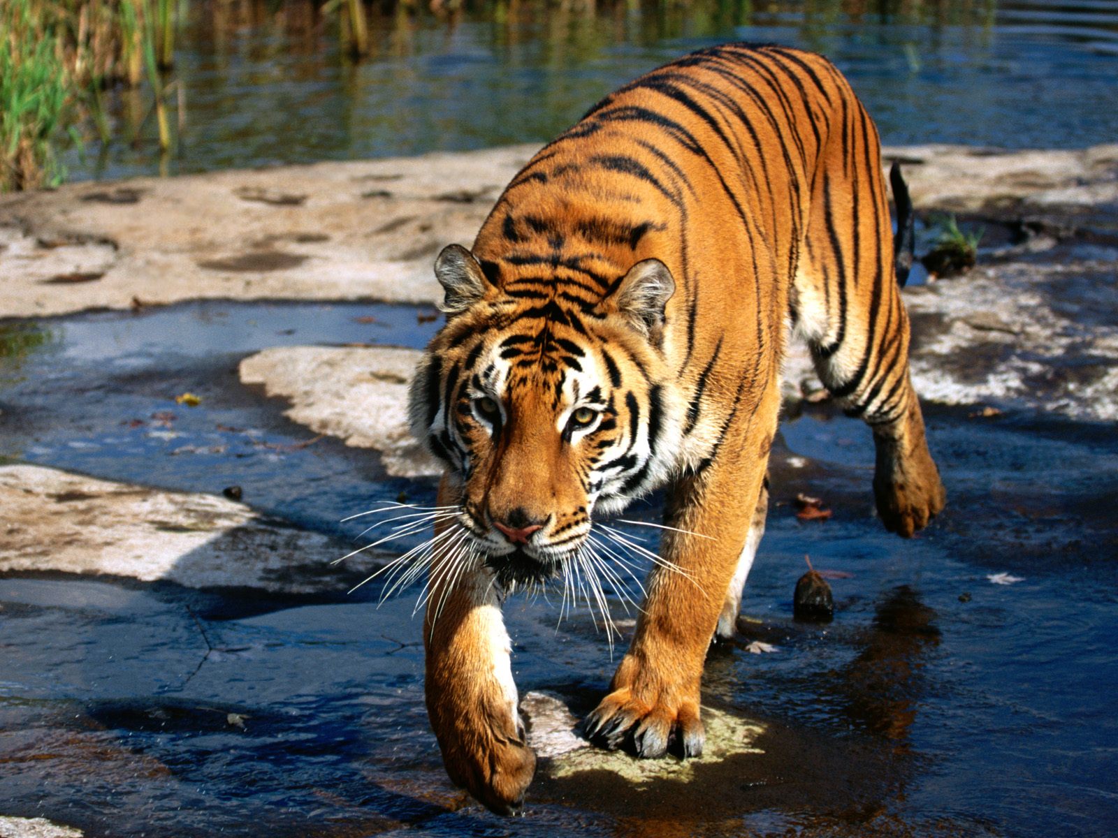 Animals Bengal Tiger HD Wallpaper