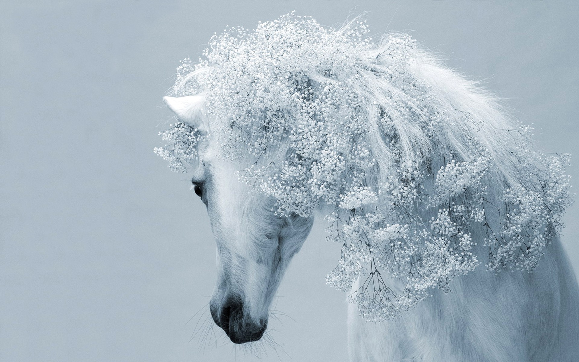 Horse 3d Art Gray White