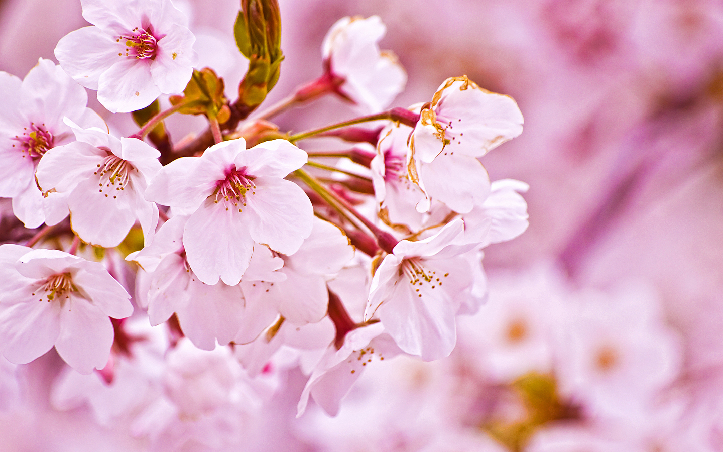 Nature Sakura Flower HD Wallpaper