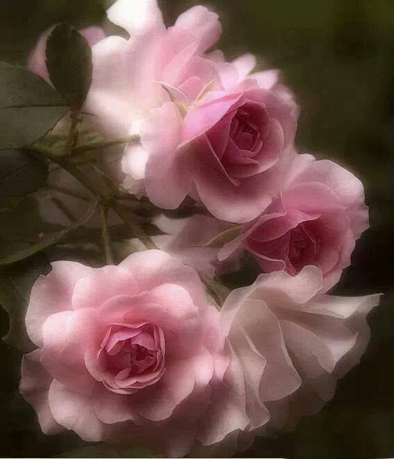 Light Pink Roses Wallpaper - WallpaperSafari