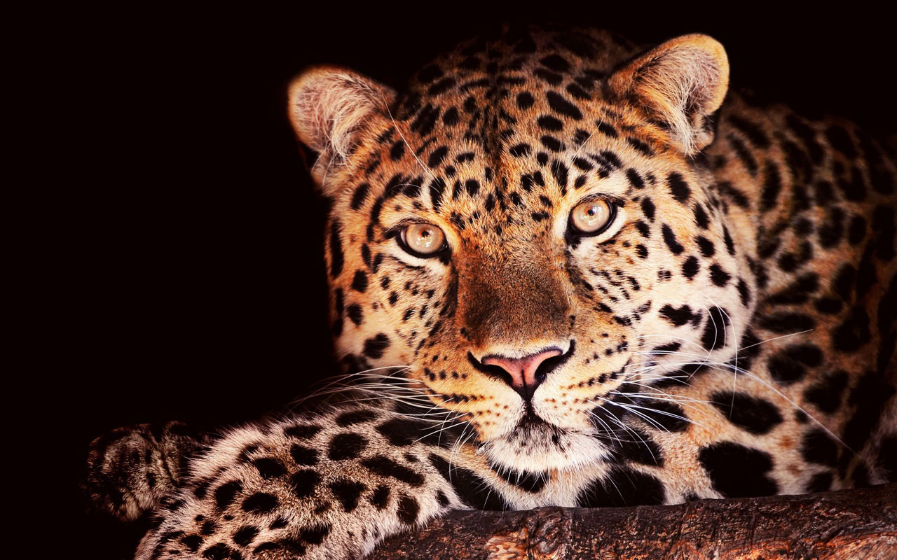 Jaguar Animal Wallpaper Jpg