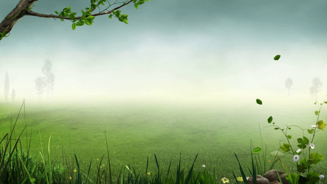 Forest Background Video Effects HD Stock