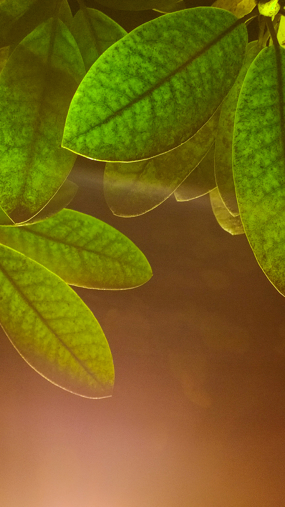 Where To Get Green Leaves In Orange Background Lock Screen Wallpaper