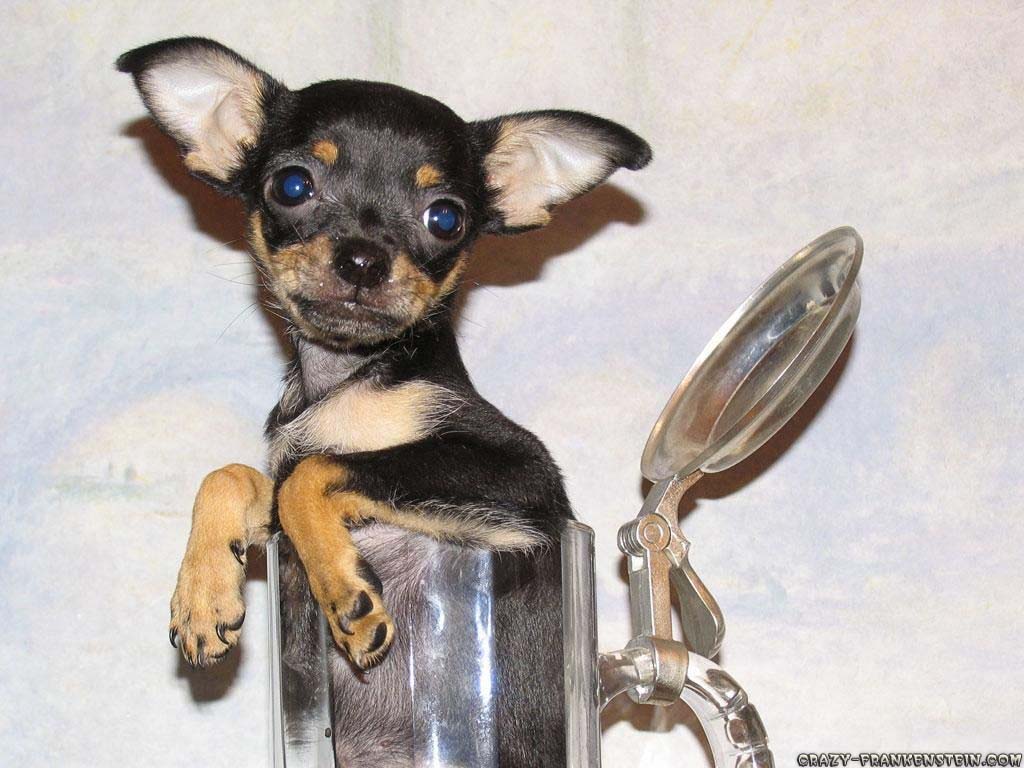 Wallpaper Dog In Mug Funny Animal