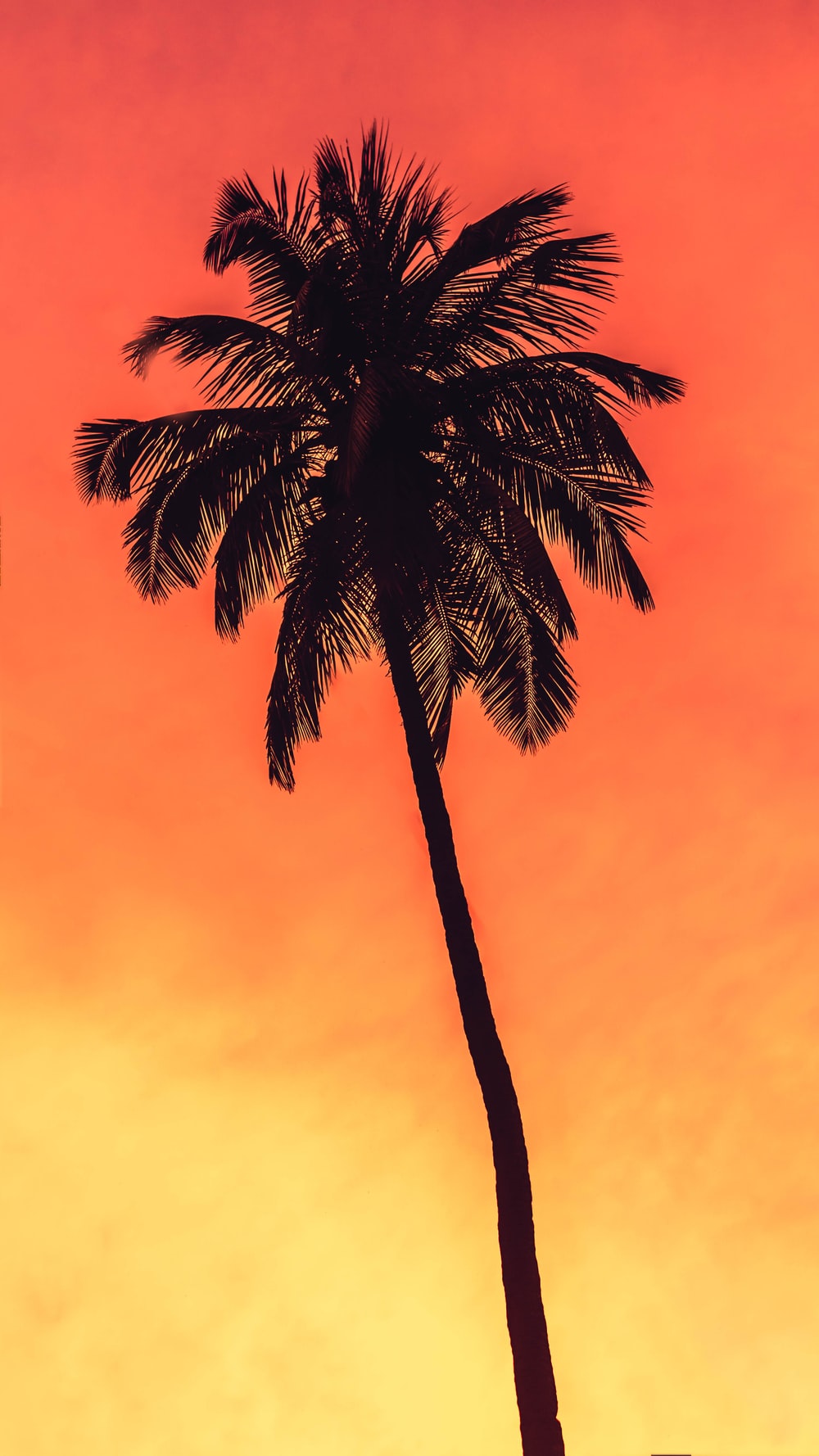 Best 500 Coconut Tree Pictures [HD] Download Images on 1000x1778