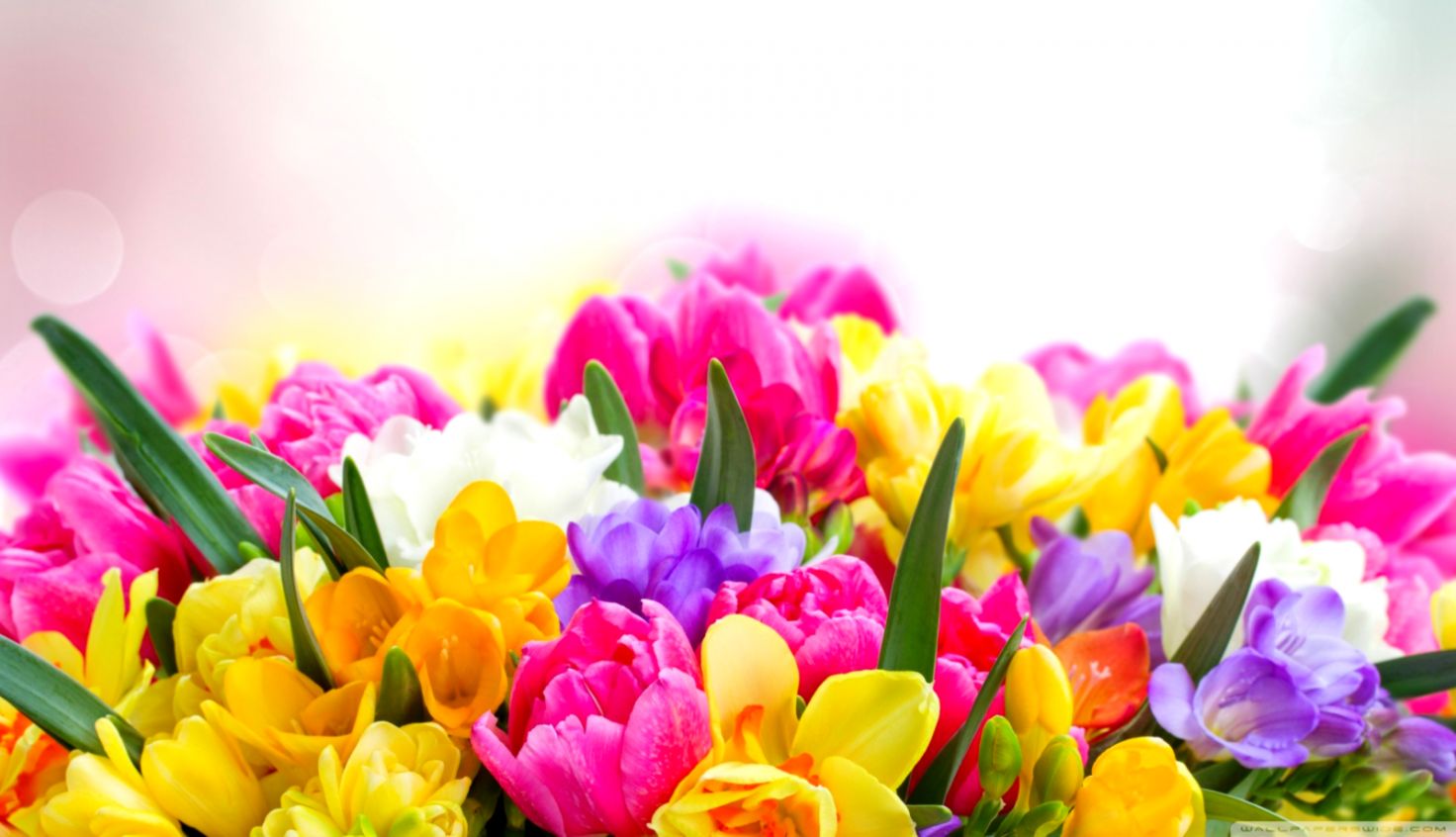 Desktop Wallpaper Spring Flowers Background Pictures