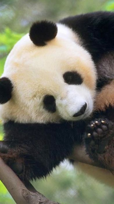 Cute baby panda wallpaper pictures 4