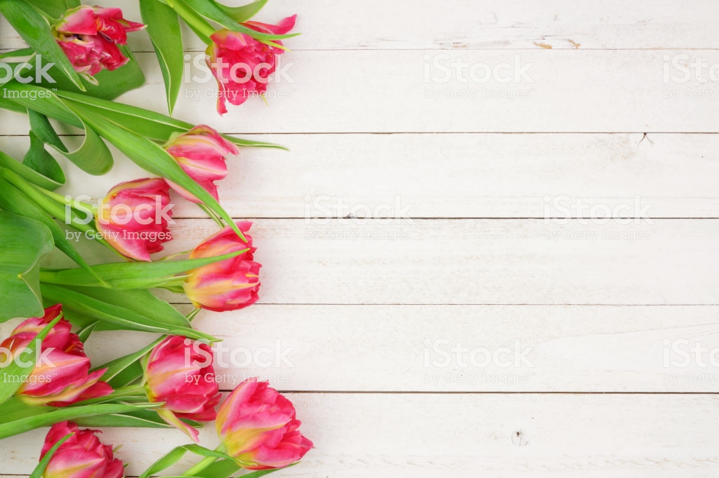 Pink Tulip Flower Side Border Against A White Wood Background