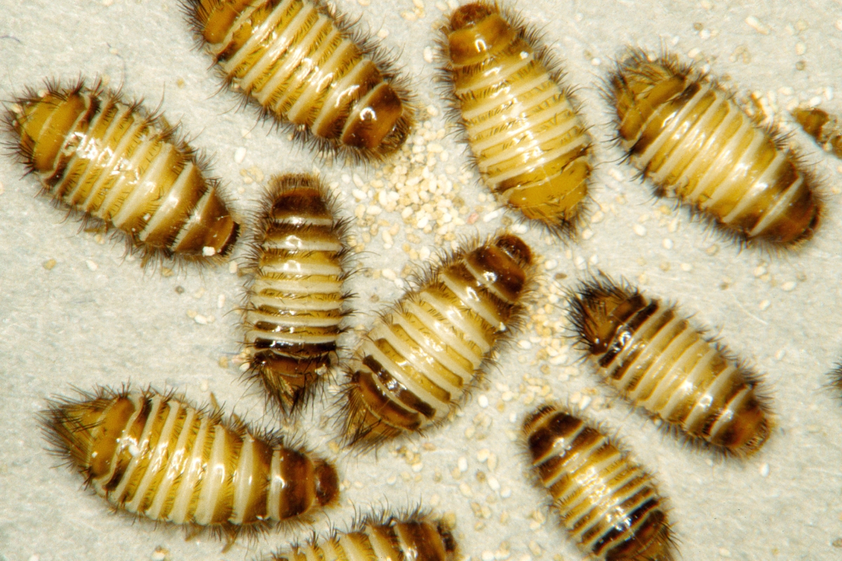 Do All Homes Have Carpet Beetles At Jorge Damon Wallpaper