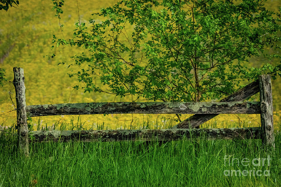 Farm Fence With A Yellow Background Photograph By Dwain Patton