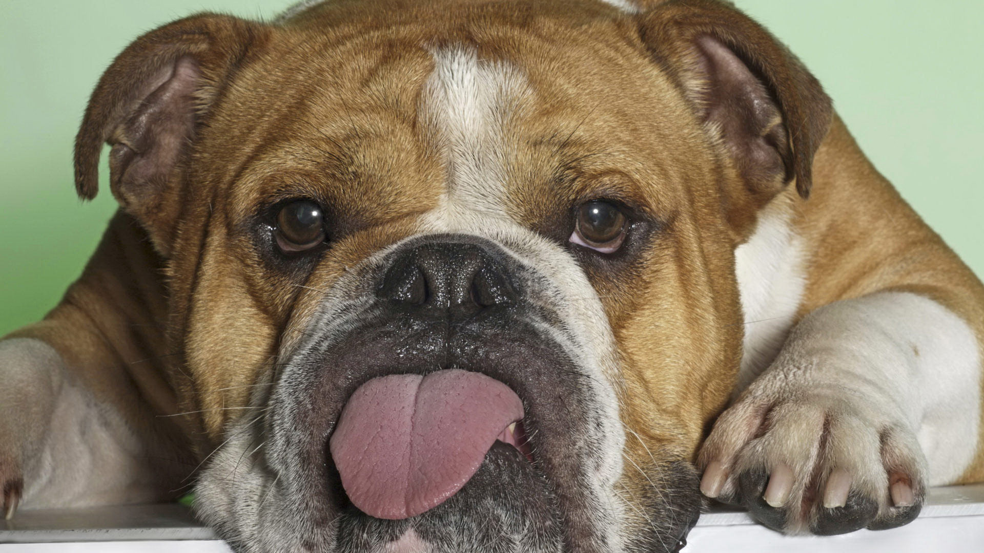 Dogs And Puppies Desktop Wallpaper