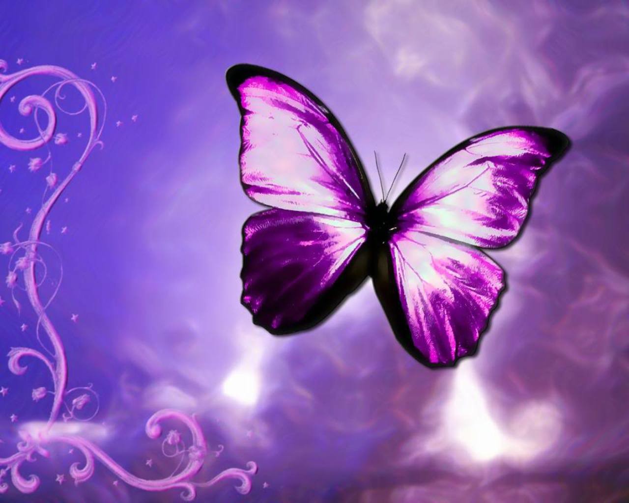 Pics Photos Purple Butterfly HD Wallpaper