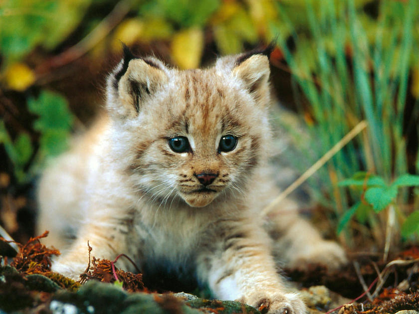 Cutest Baby Bobcat Image Wallpaper