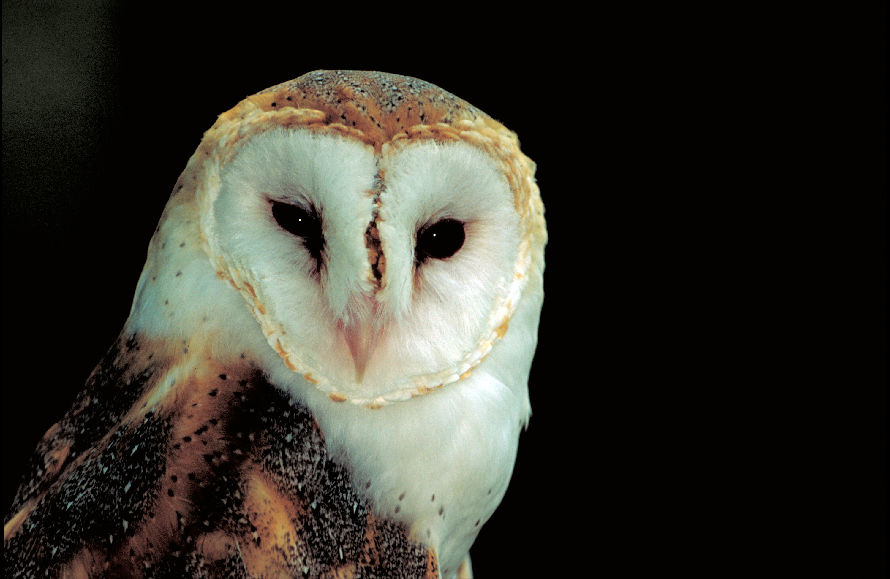 Wallpaper Barn Owl Owls