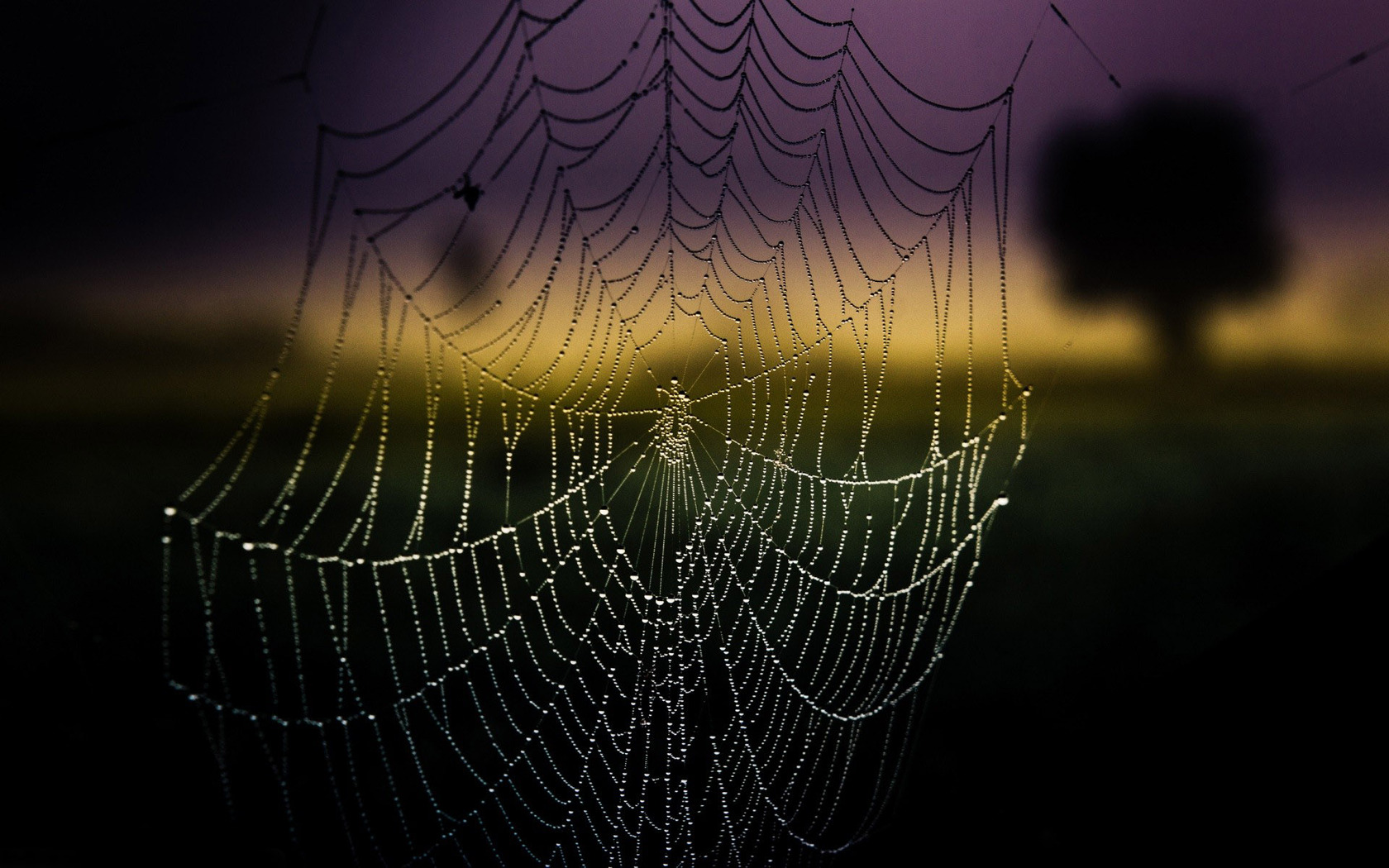 Wet Spider Web Wallpaper