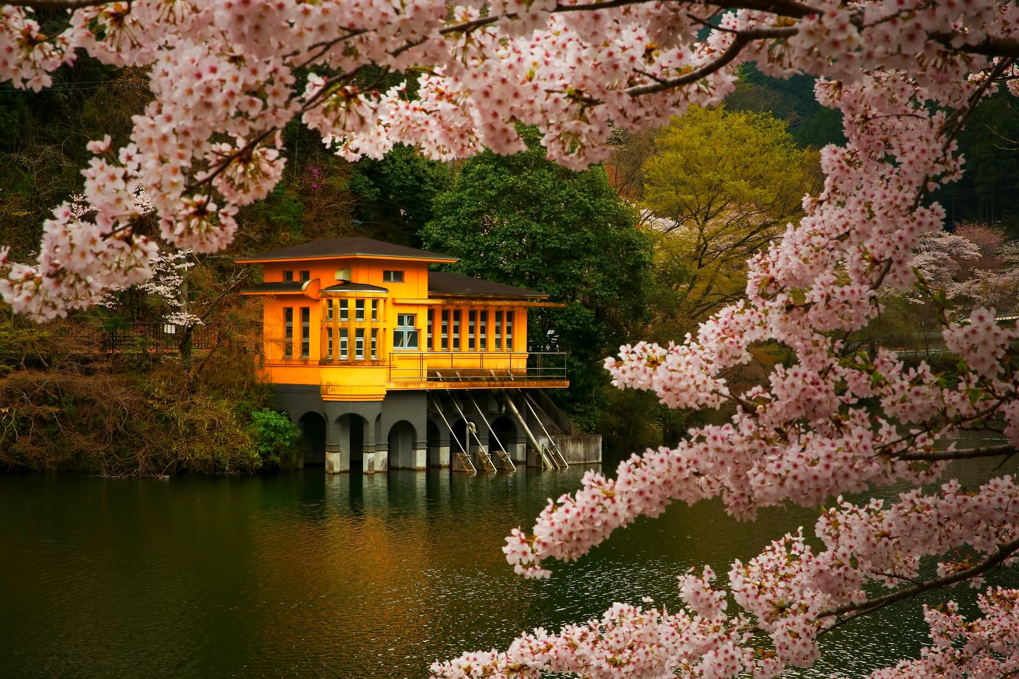 Trees Lake Landscape Gold Cherry Blossom Japan Pink