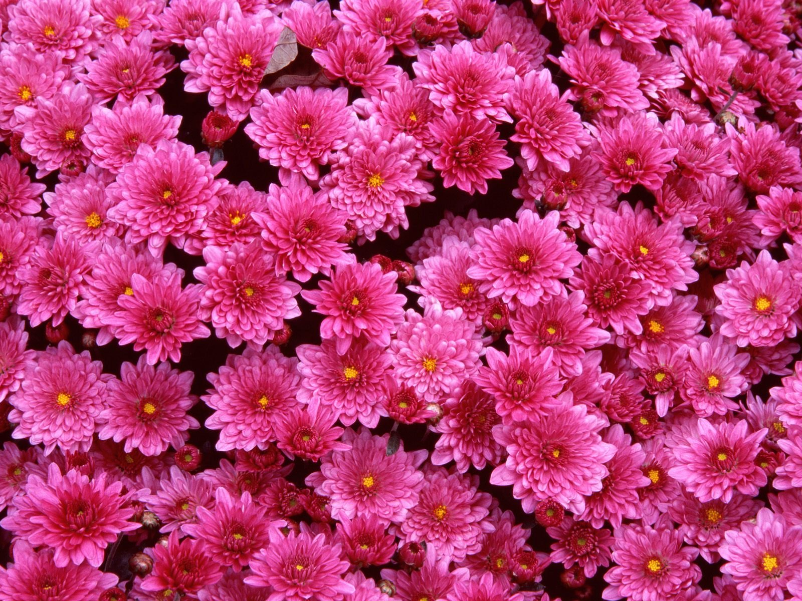 All Wallpapers wallpapers of flowers