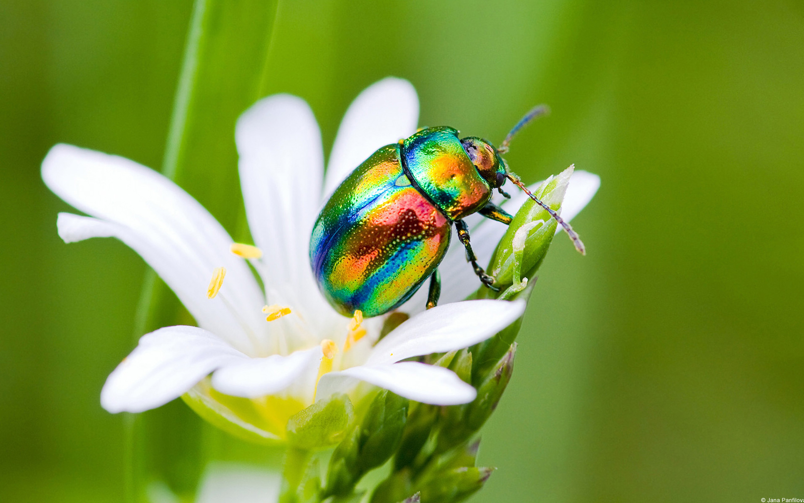 Insects Wallpaper