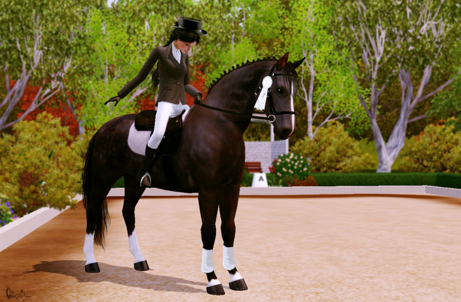Dressage Picture Ts3 By Gipsik