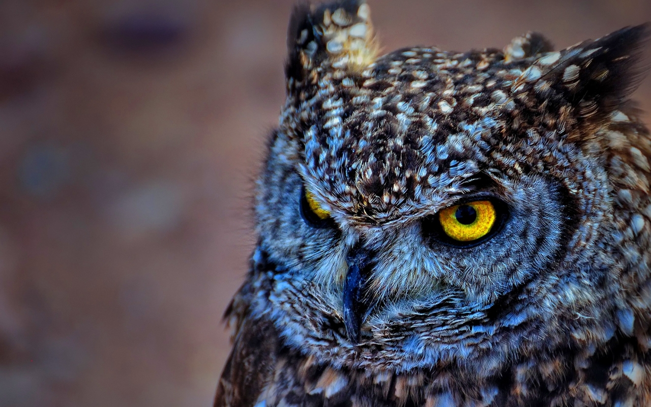 Snowy Owl HD Desktop Wallpaper Background