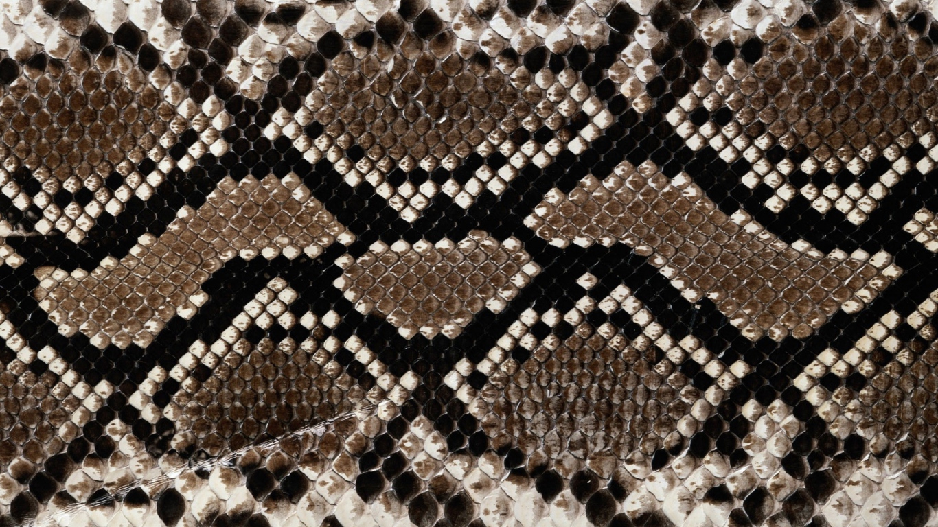 Wallpaper Background Snake Texture Line Laptop
