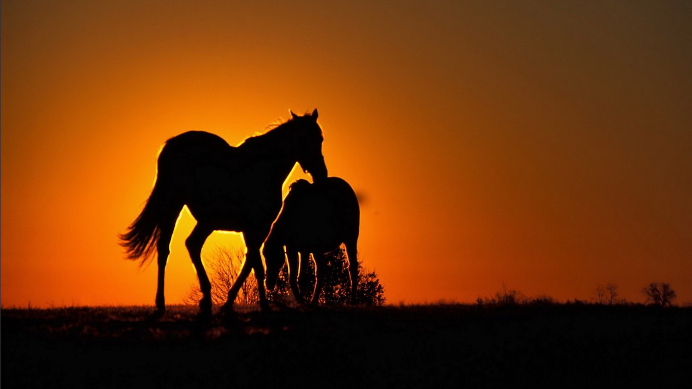 Sunset Horses Wallpaper