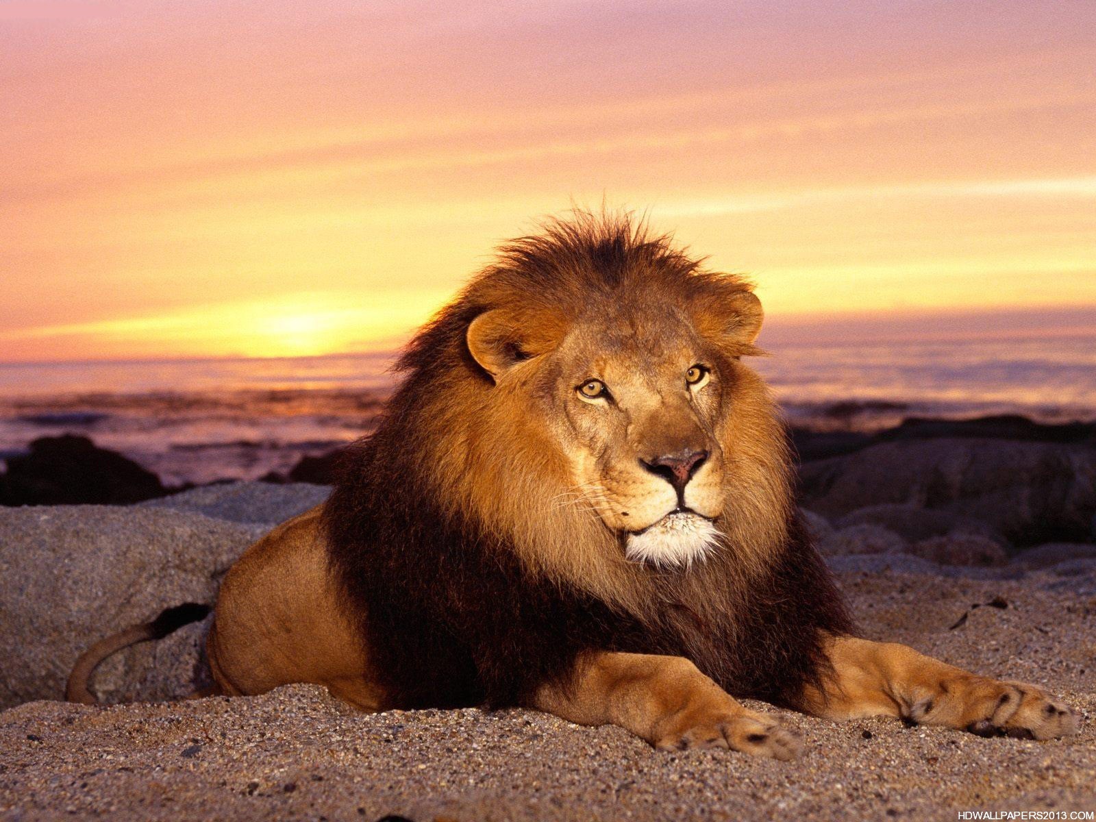 Lion King Wallpaper HD