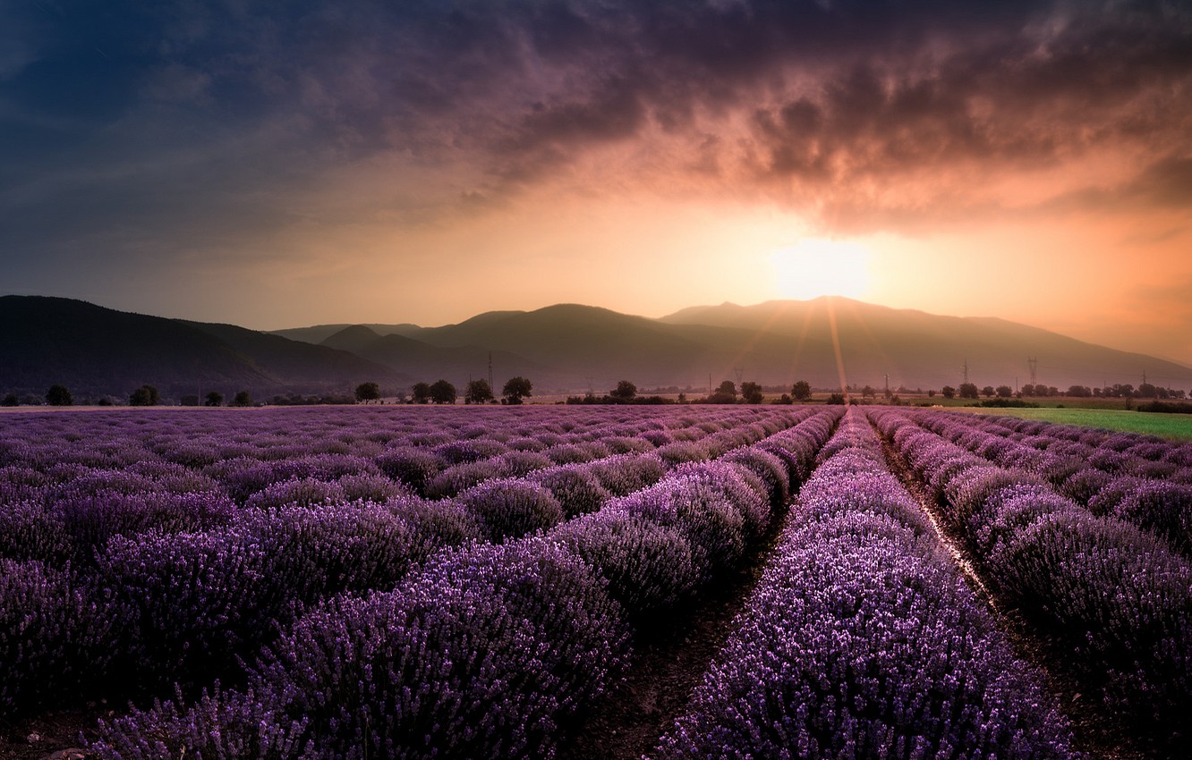 🔥 Download Wallpaper Field The Sun Sunset Flowers Mountains Lavender By