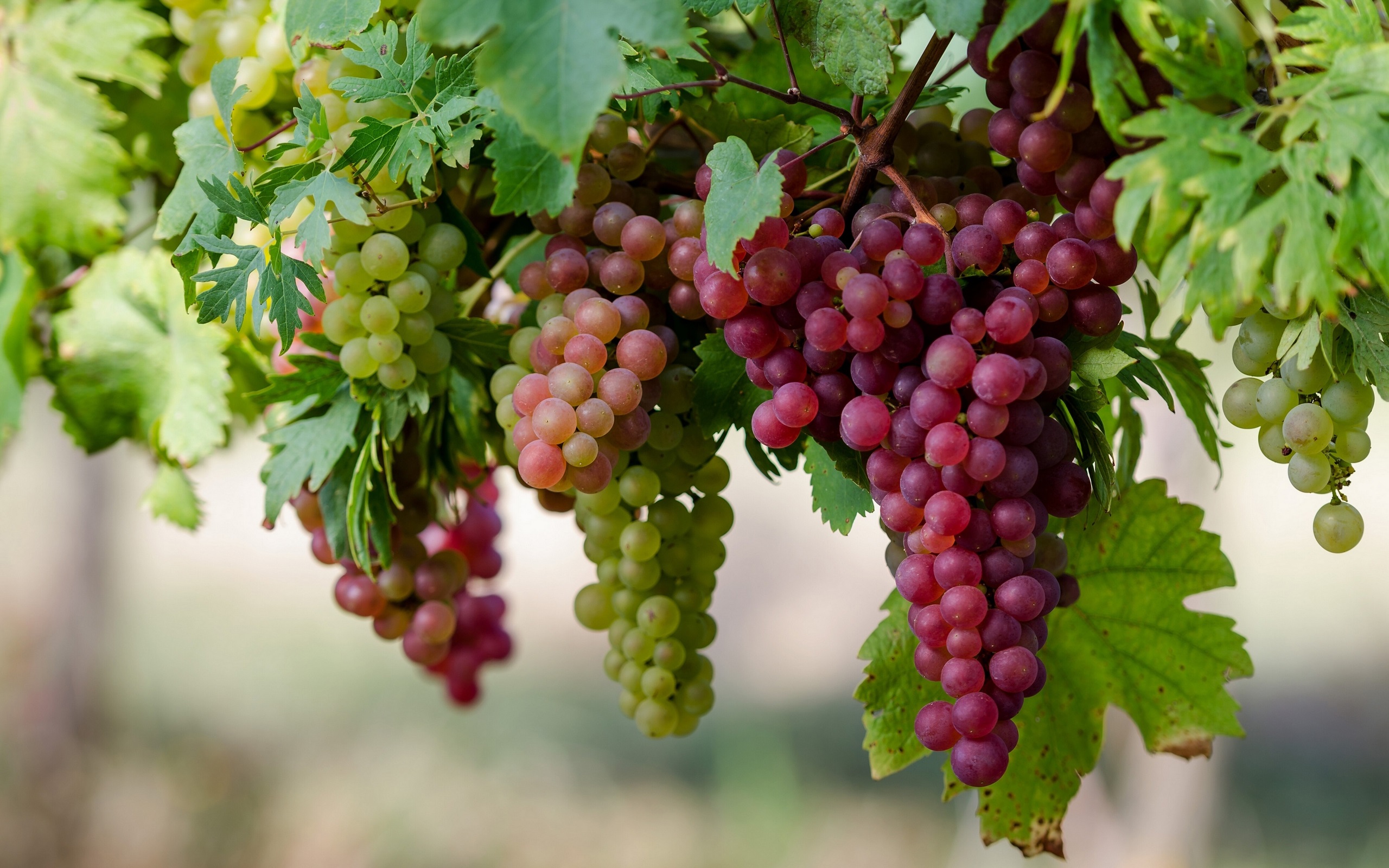 Large Bunches Of Wine Grapes Hang From A Vine Wallpaper By Kyouko