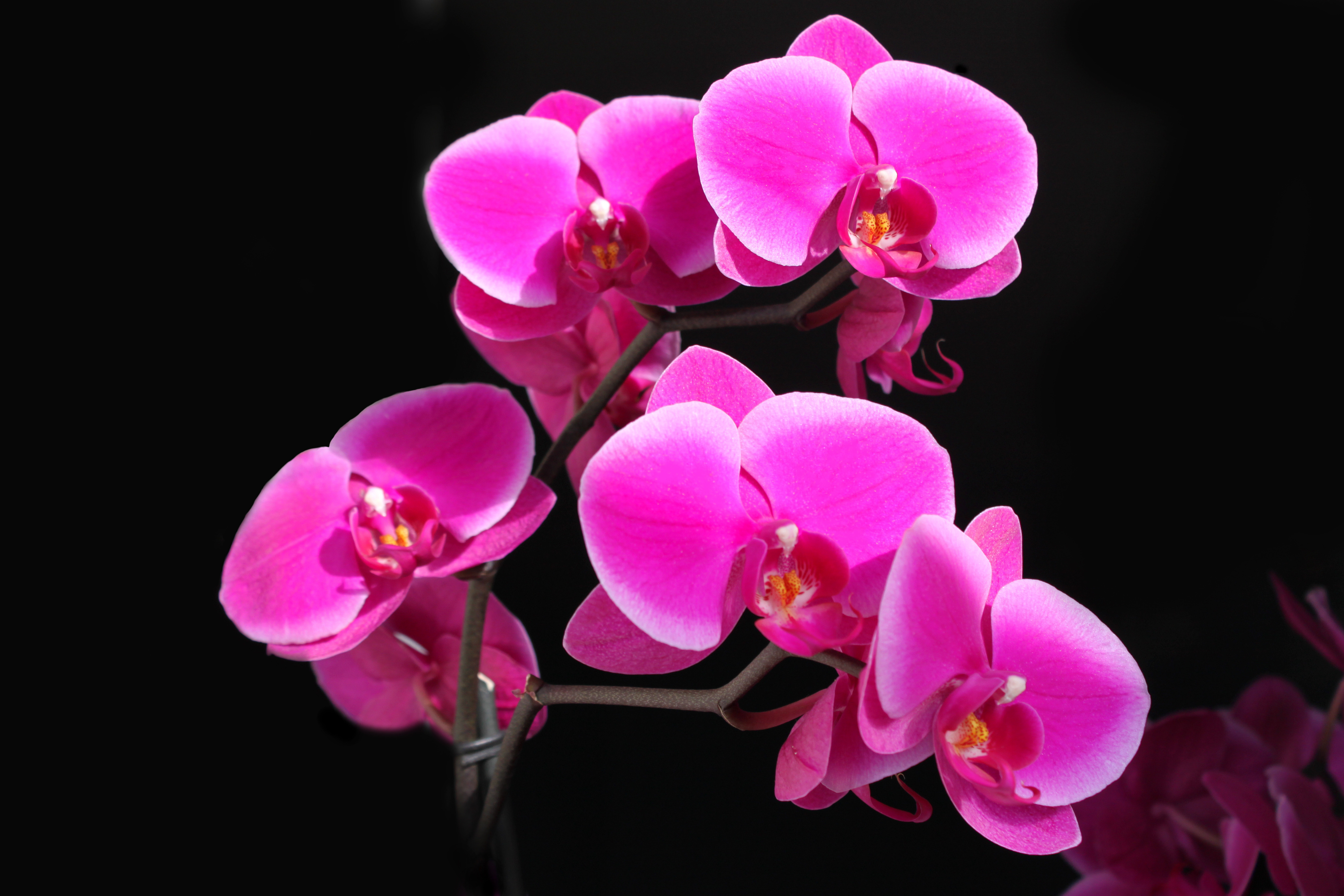 Wallpaper Flower Phalaenopsis Phal Orchid Desktop