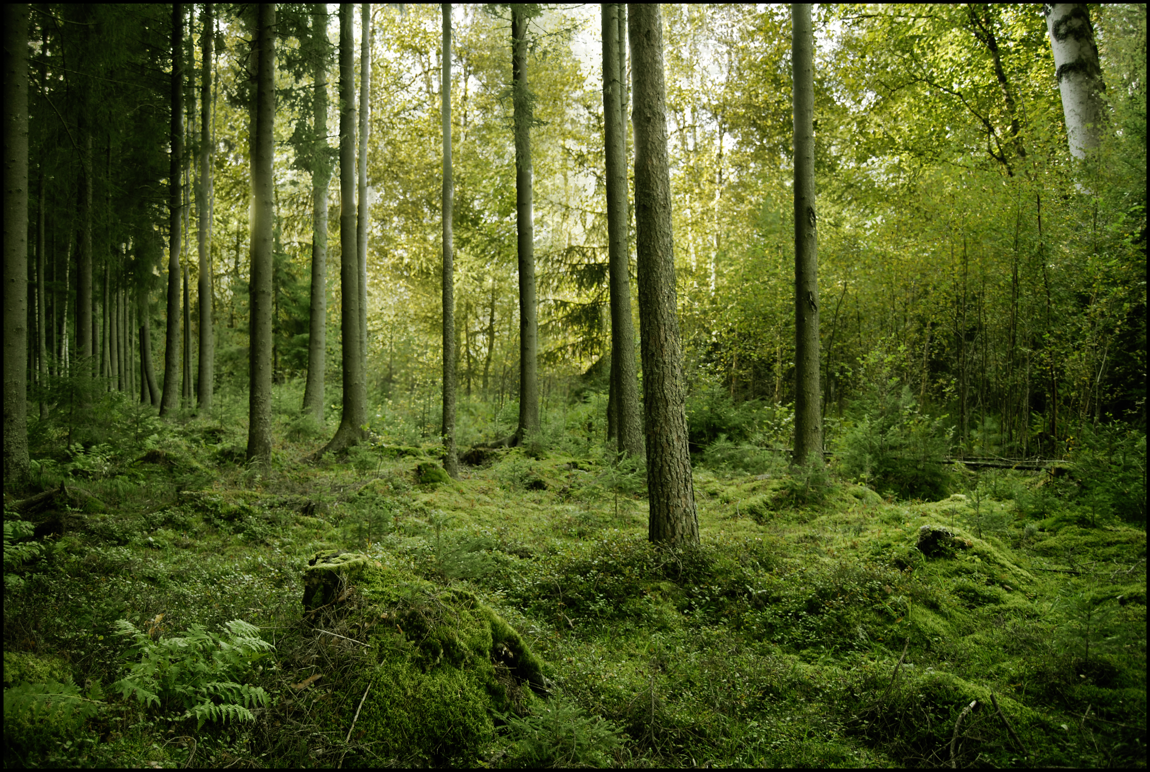 Forest Wallpaper Images  Free Download on Freepik