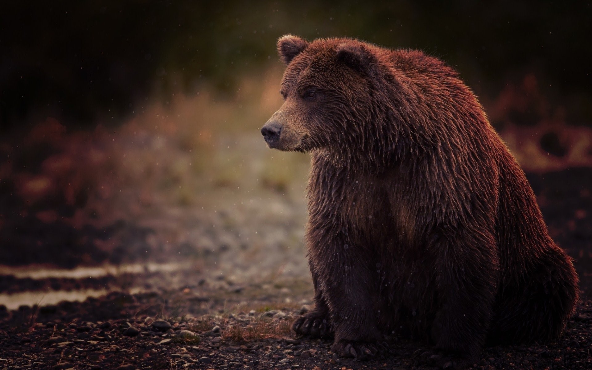Bear Wallpaper Image