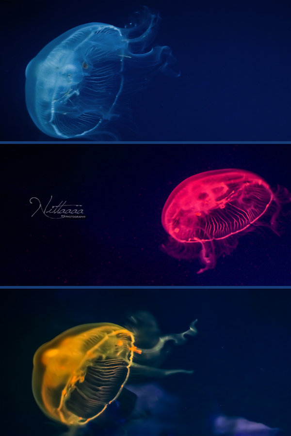 Colorful Jellyfish By Nittaaaa