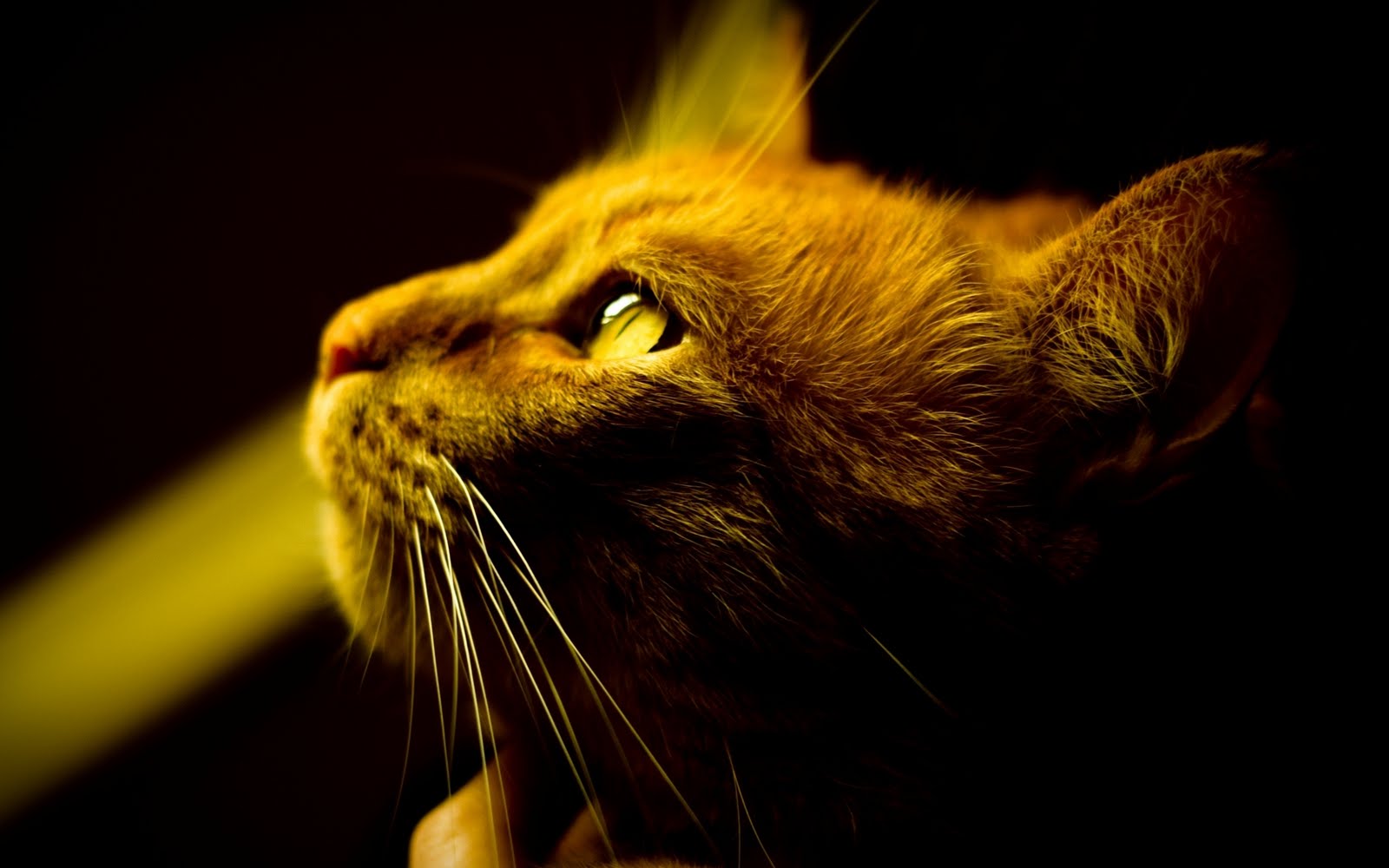 Cat In the light cool eye 1080p HD Wallpaper