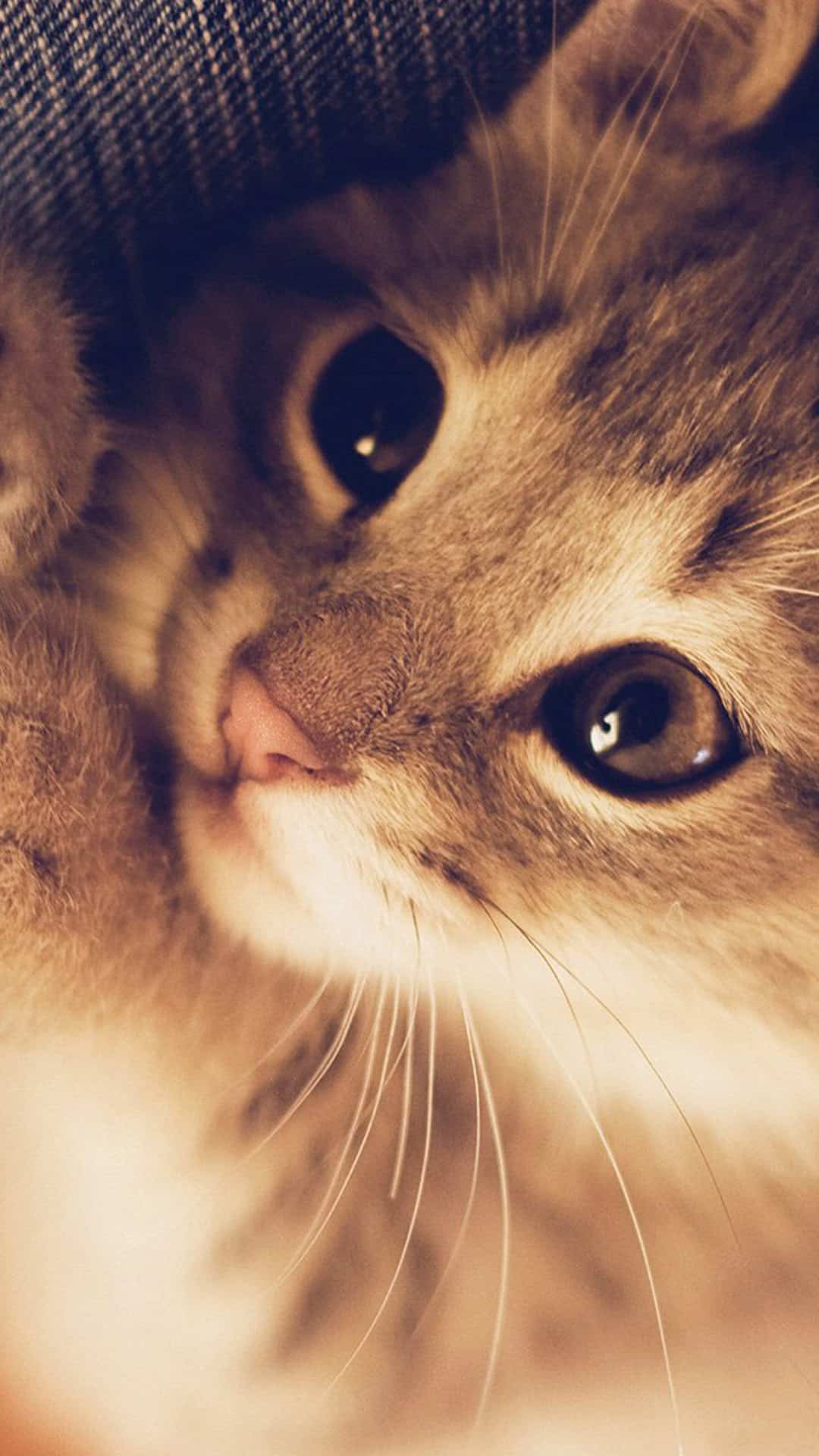 Animal iPhone Wallpaper