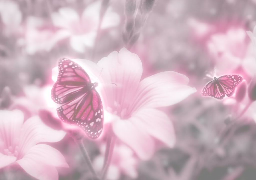 Pink Butterfly Background Photo Flower Jpg