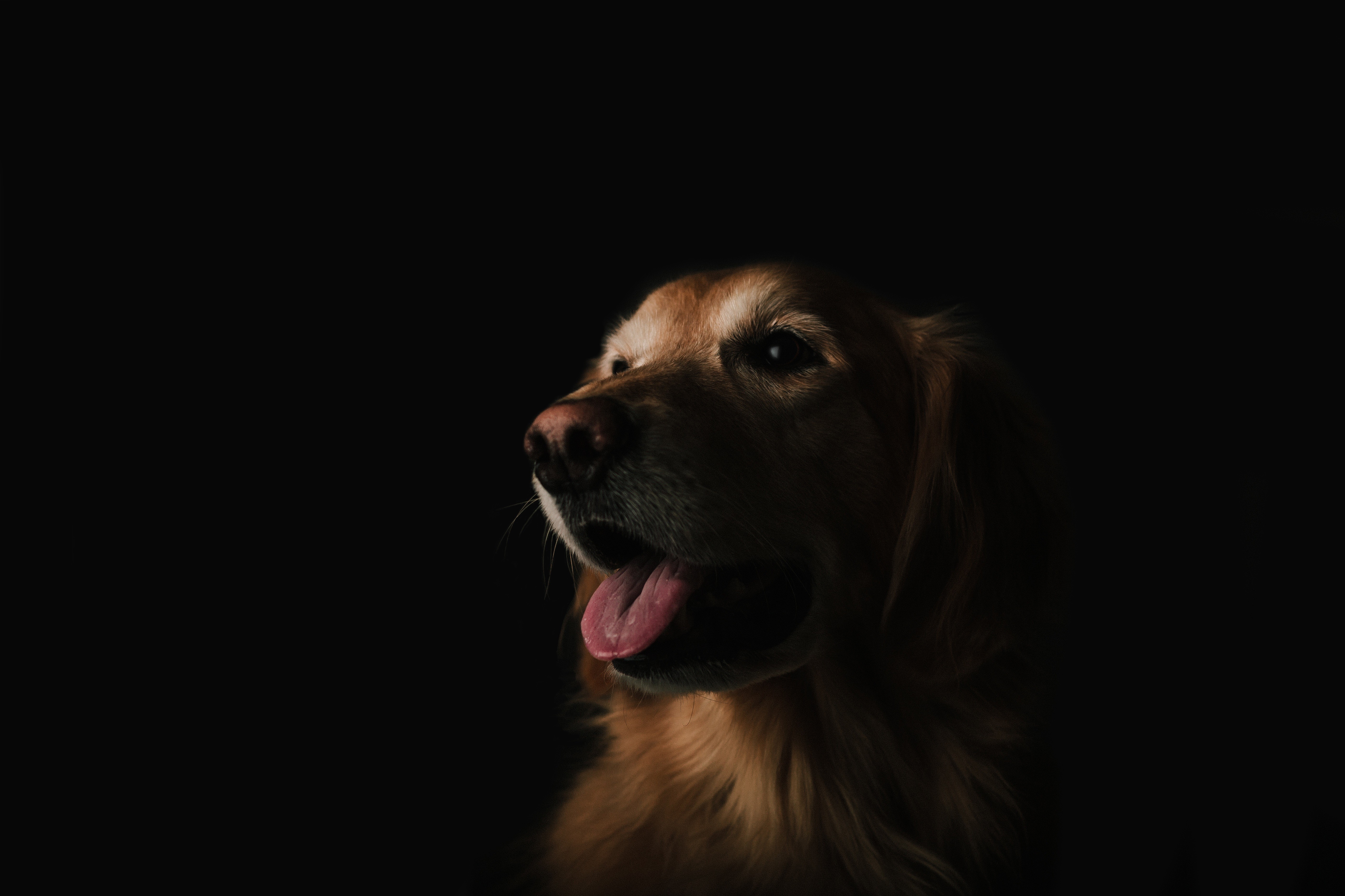 Close-up of a Golden Retriever against a dark background